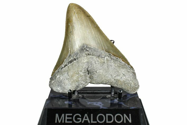 Fossil Megalodon Tooth - Serrated Blade #365007